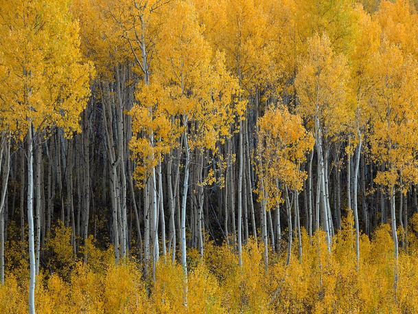 Aspen Forest