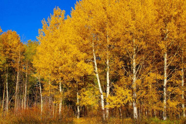 Aspens in Grand Teton National Park