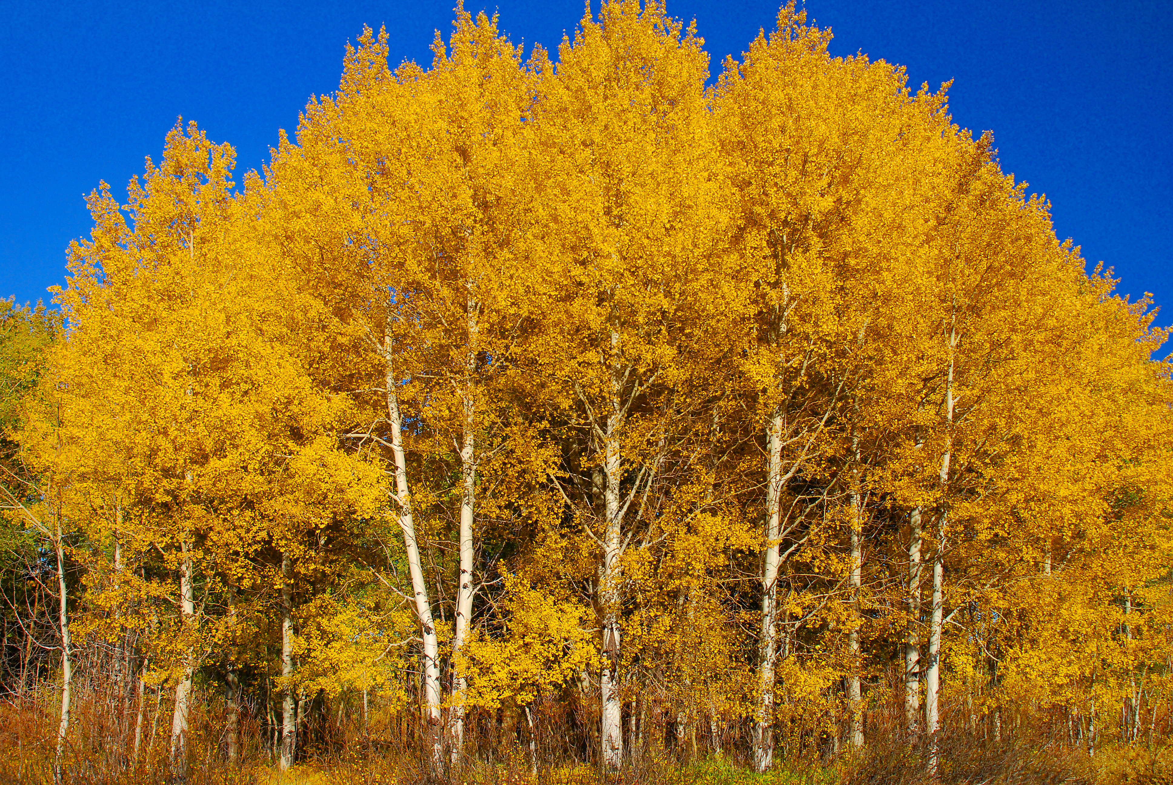 Aspens in Grand Tetons