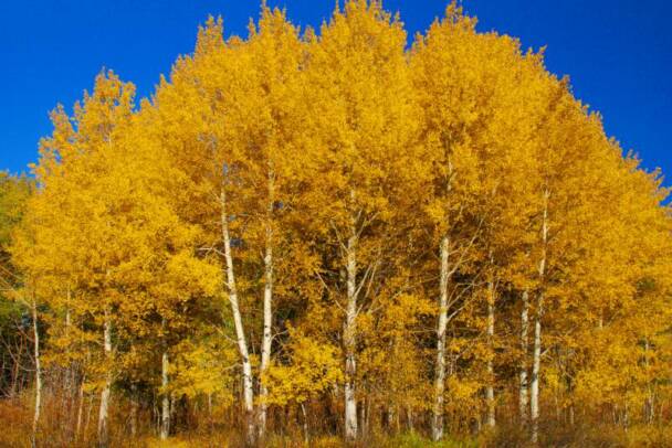 Grand Teton National Park - Aspens
