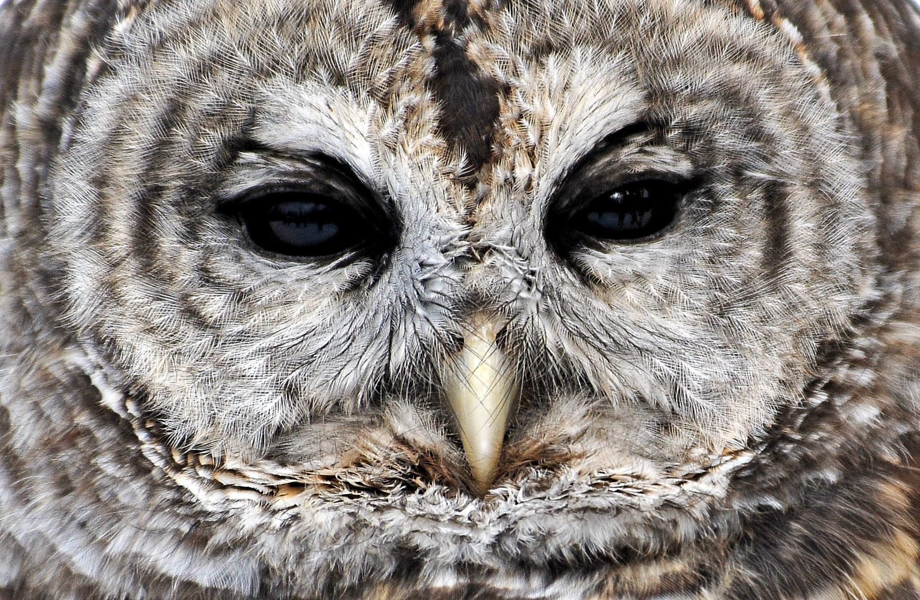 Barred Owl - Howell Nature Center