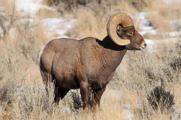 Bighorn Sheep Photos