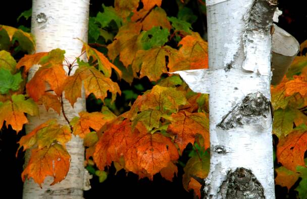 Birches and Maple Leaves - Michigan UP