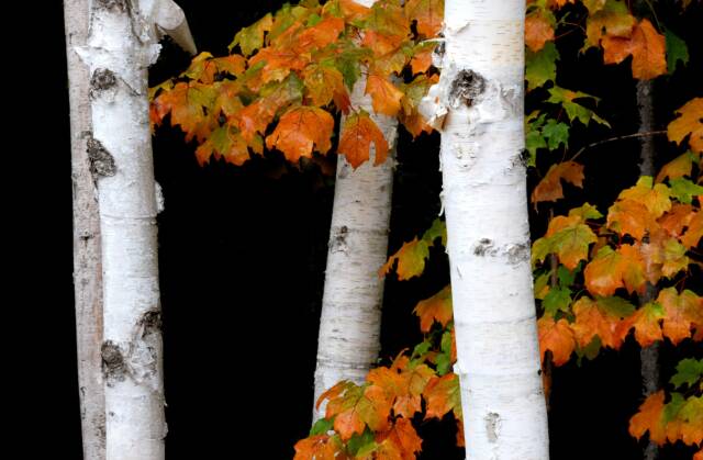 Birches and Maple Leaves