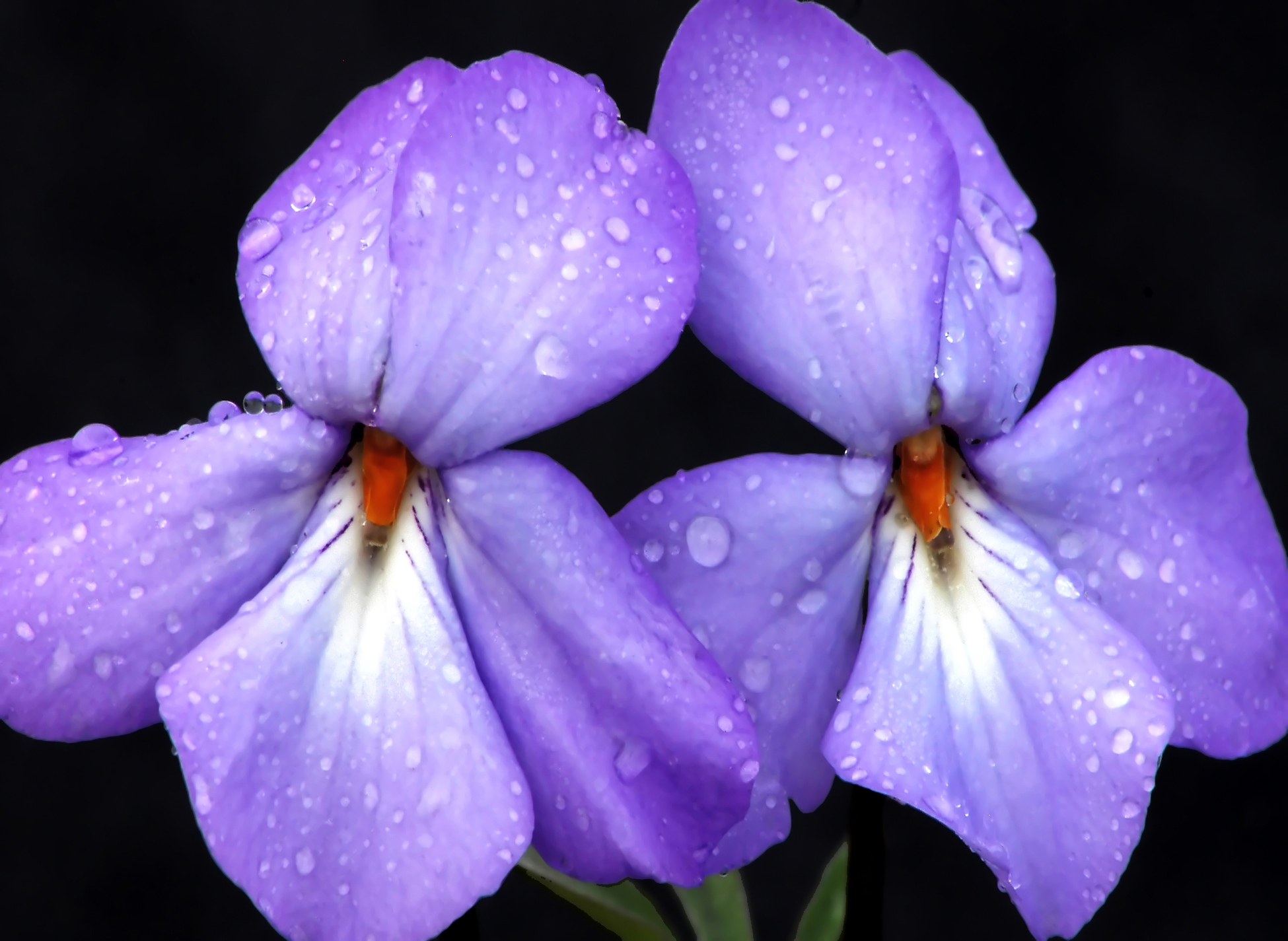 Bird Foot Violets