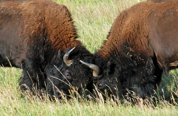 Bison Photos