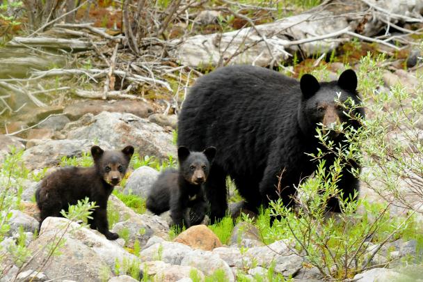 Black Bear and Two Cubs - Jasper NP