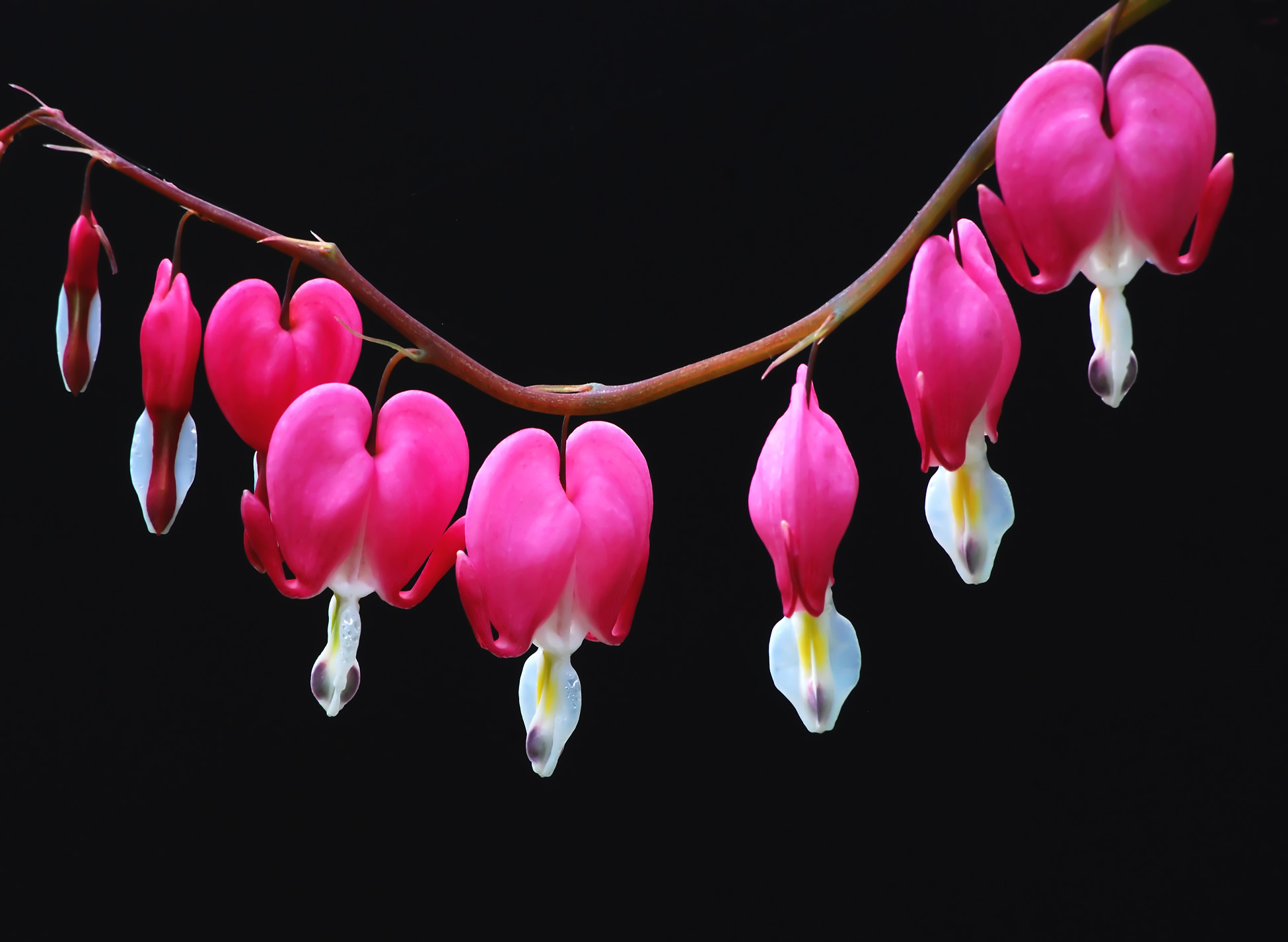 Bleeding Hearts