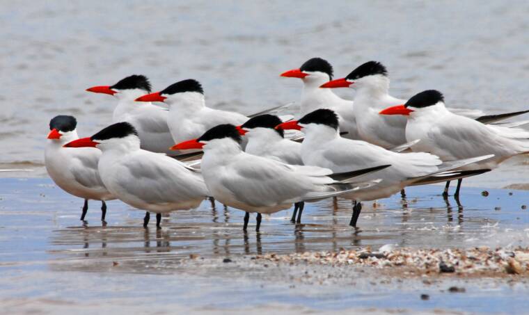 Caspian Terns in Racine