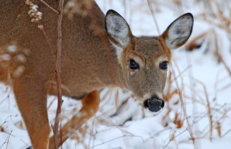 White tail Deer Doe