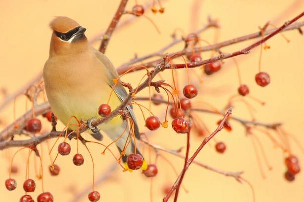 Cedar Waxwing