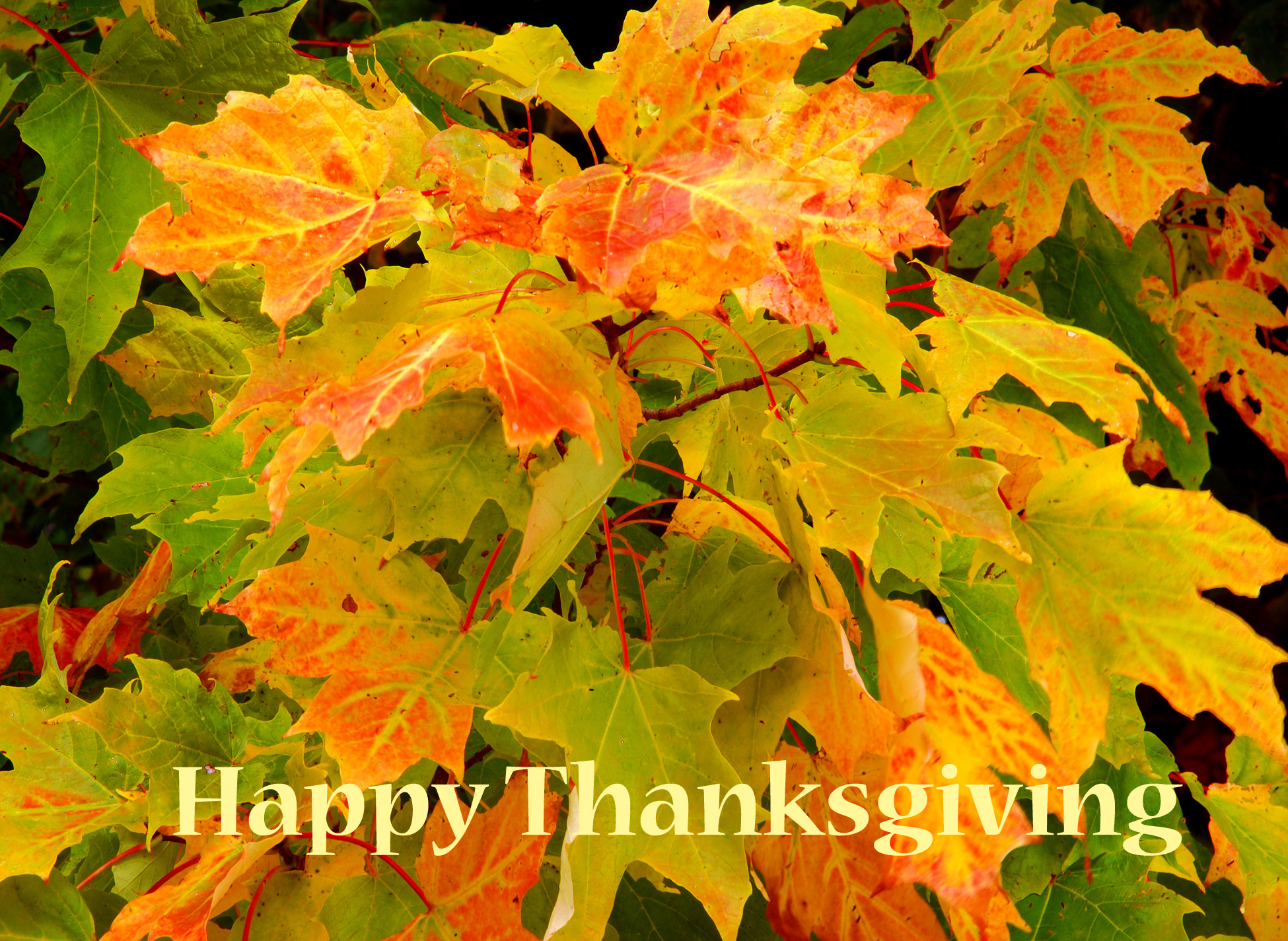 Changing Maple Leaves