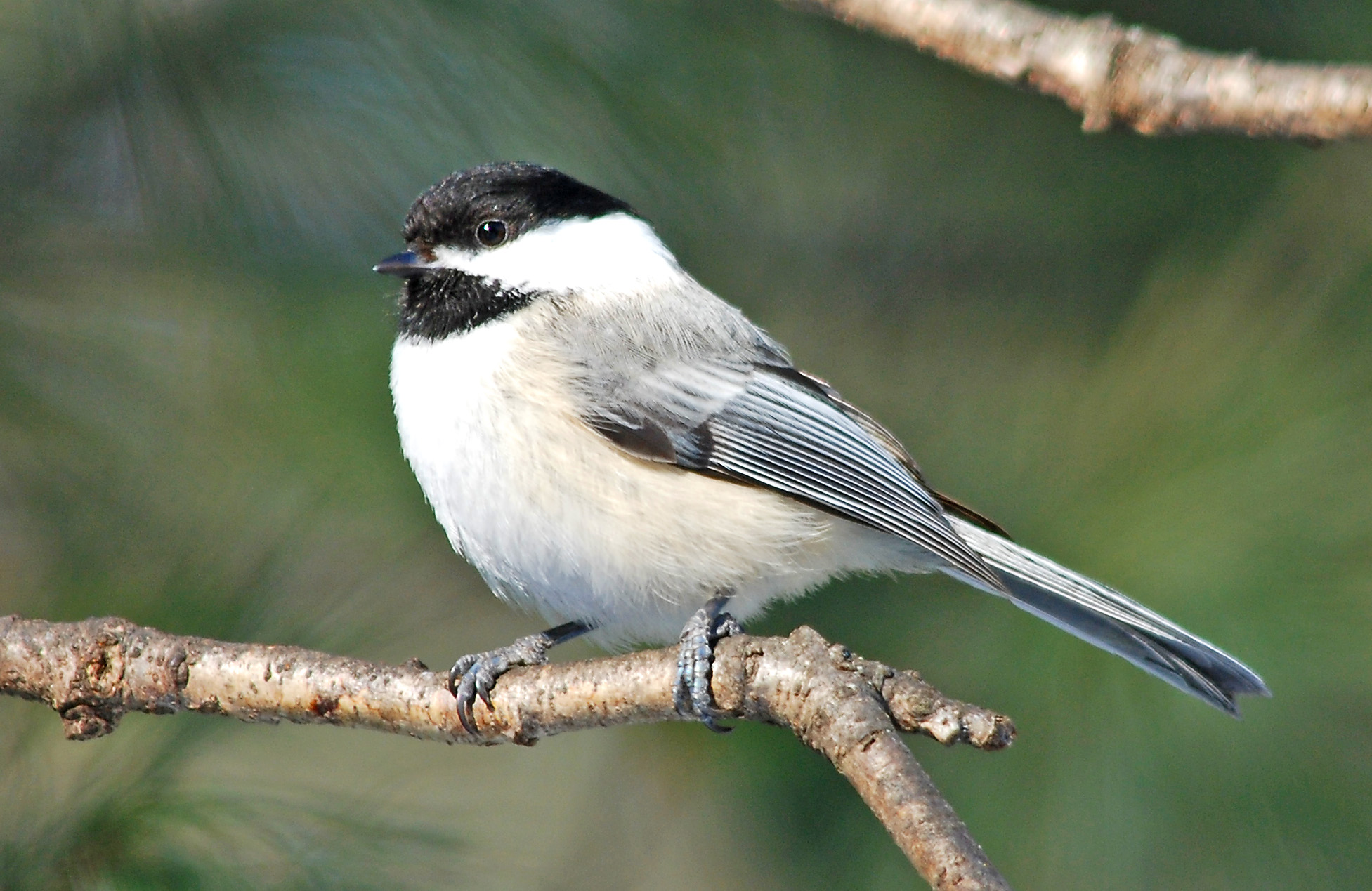 Chickadee
