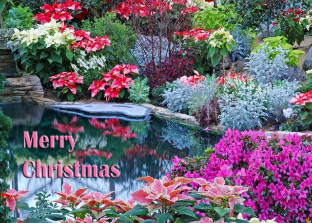 27   Christmas Reflections