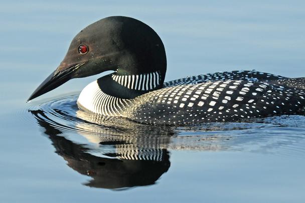 Common Loon