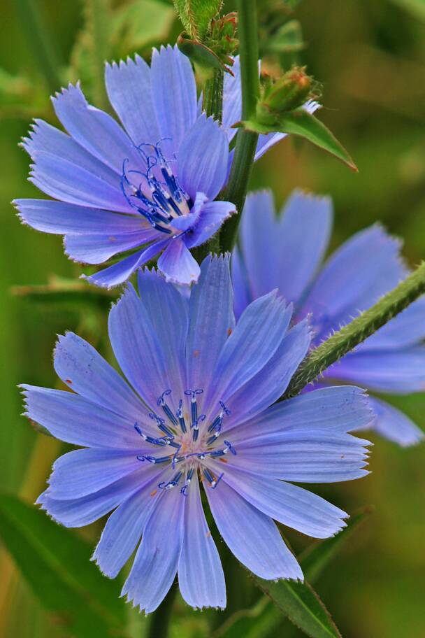 Chickory Plant