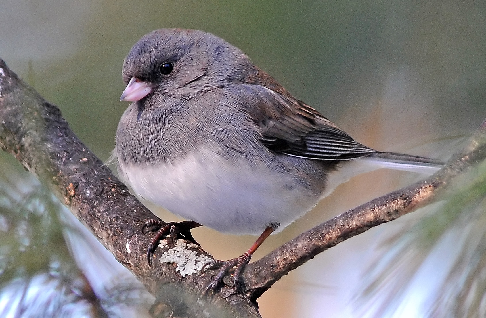 Dark Eyed Junco