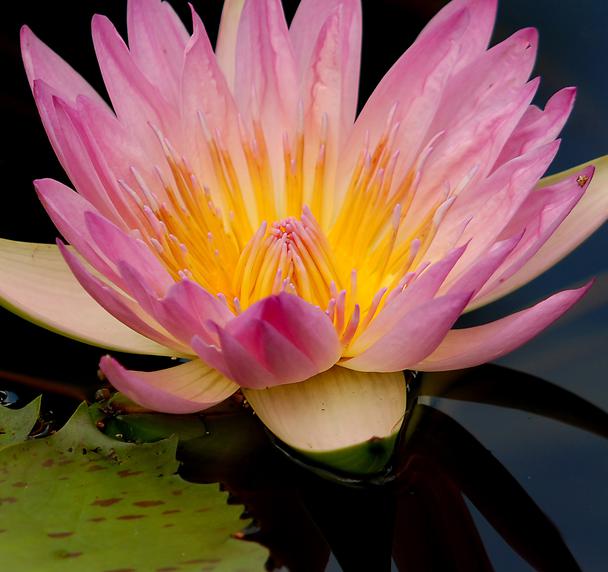 Water Lily