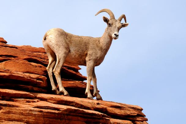 Desert Bighorn