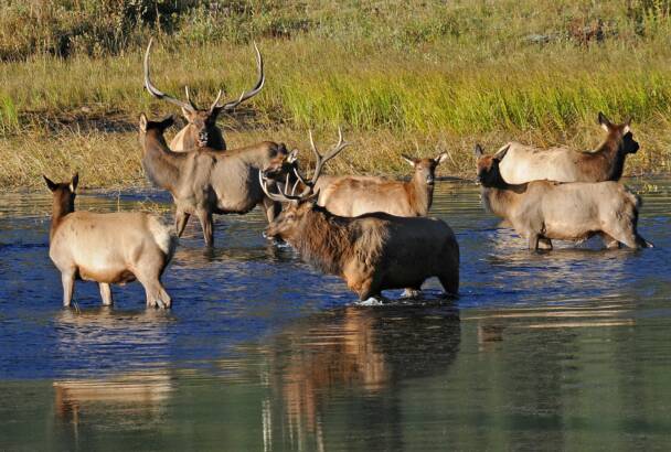 Elk Herd - Rocky Mountain National Park
