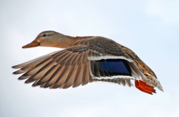 Mallard Hen Flying