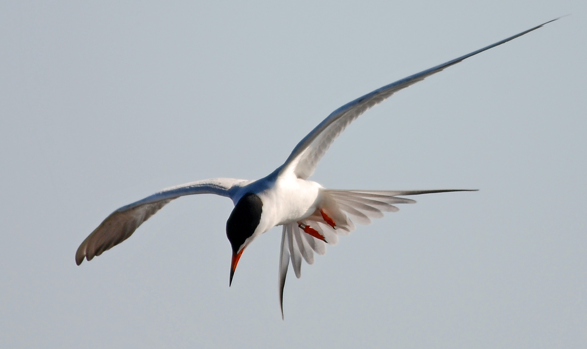 Foster's Tern