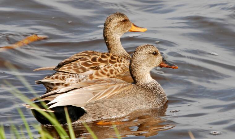 Gadwall Pair at Horicon Marsh