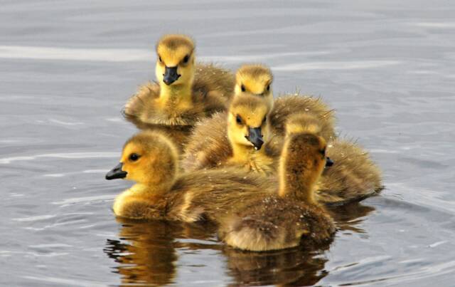 Goslings