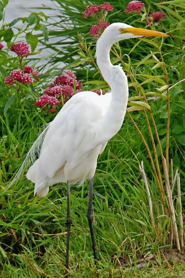 Great Egret