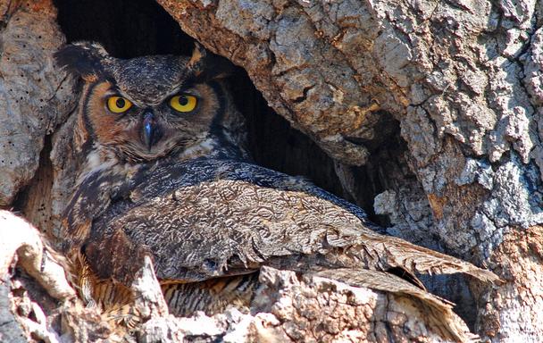 Great Horned Owl