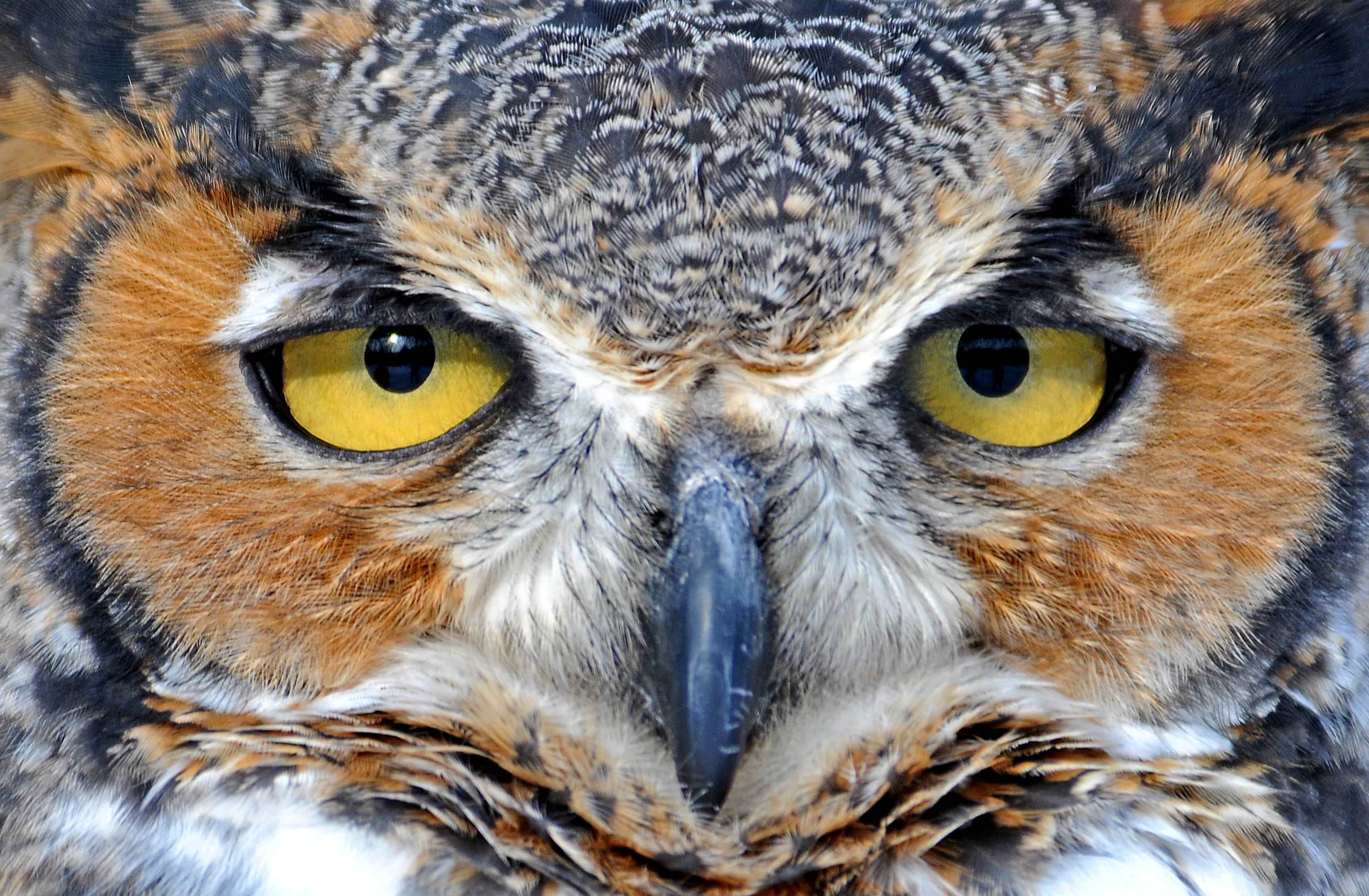 Great Horned Owl - Howell Nature Center