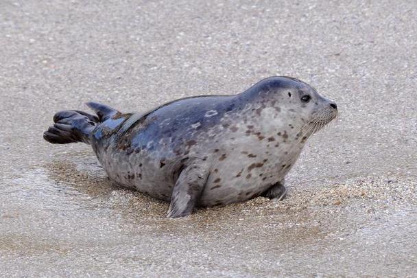 Harbor Seal Photos