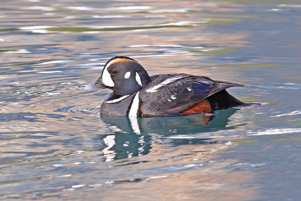 Harlequin Duck