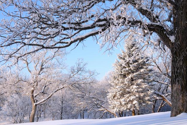 Hoar Frosted Trees