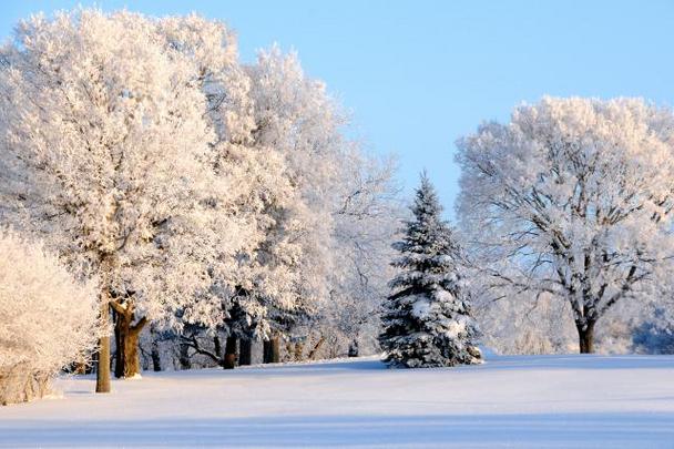 Hoar Frost on Trees