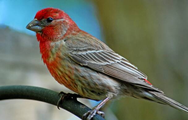 House Finch