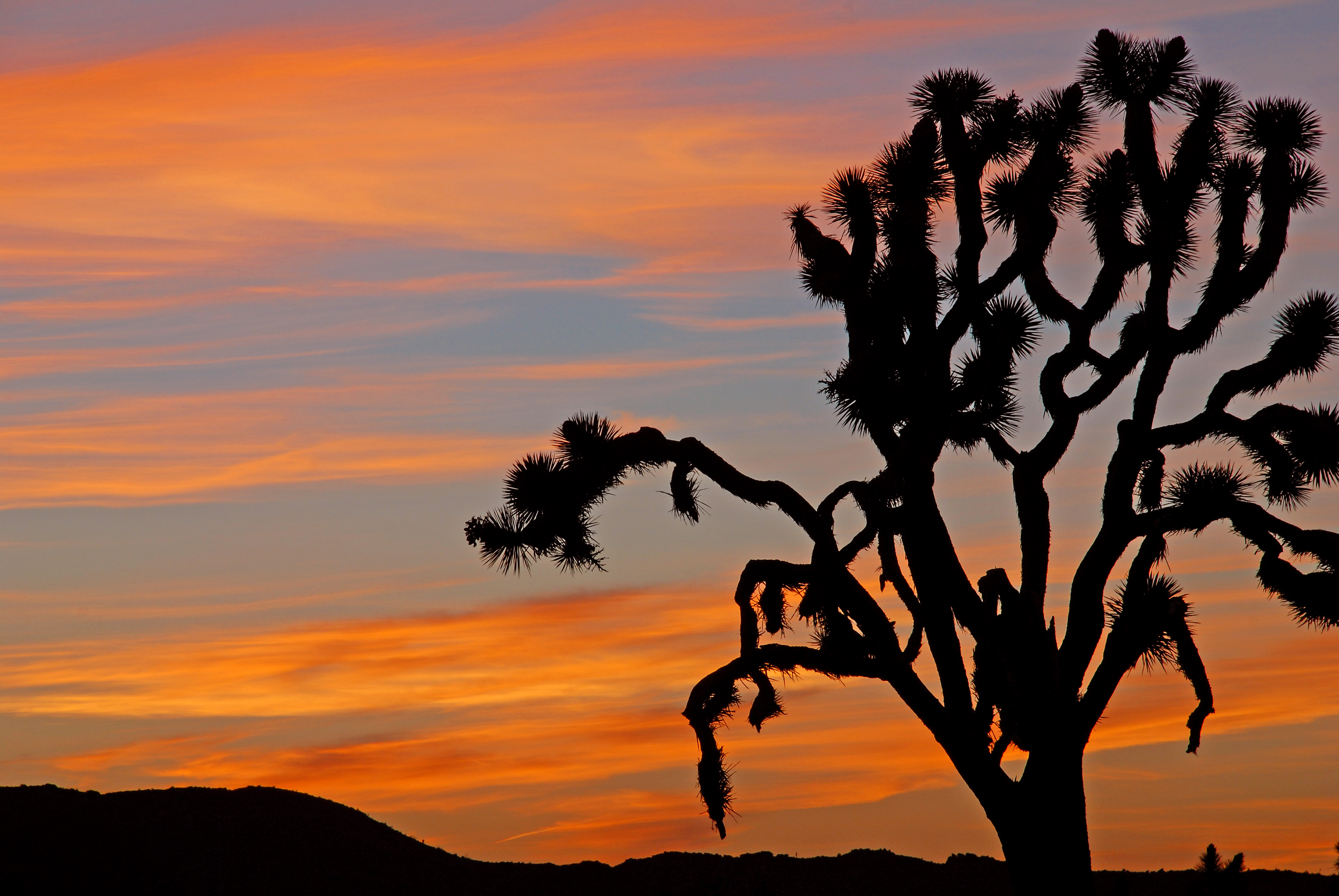 Sunrise at Joshua Tree National Park