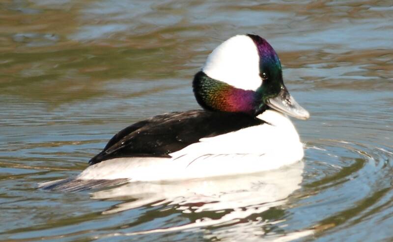 Bufflehead Drake