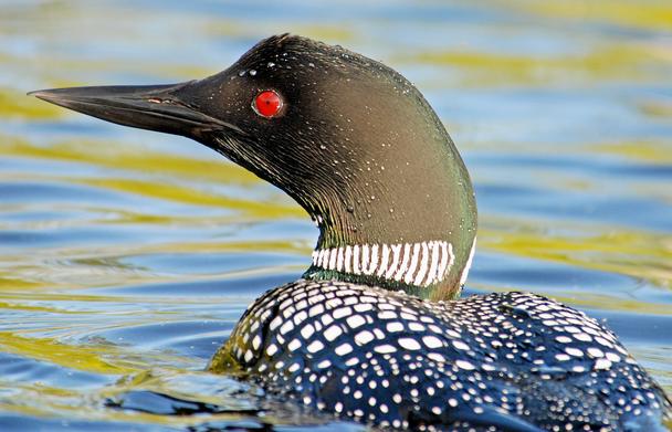 Loon Photos