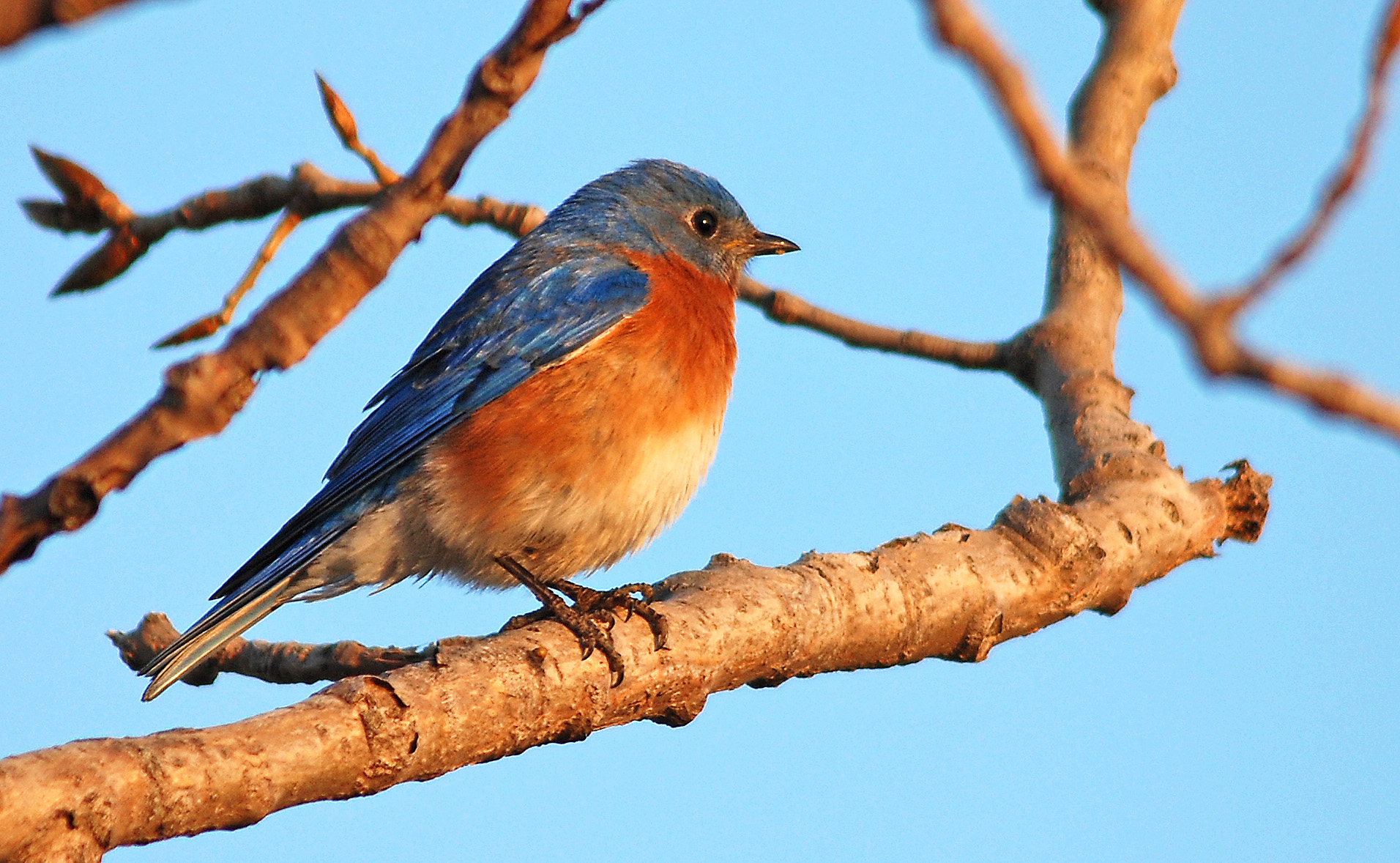 Eastern Bluebird
