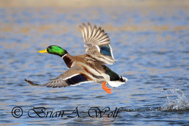 Mallard Taking Off