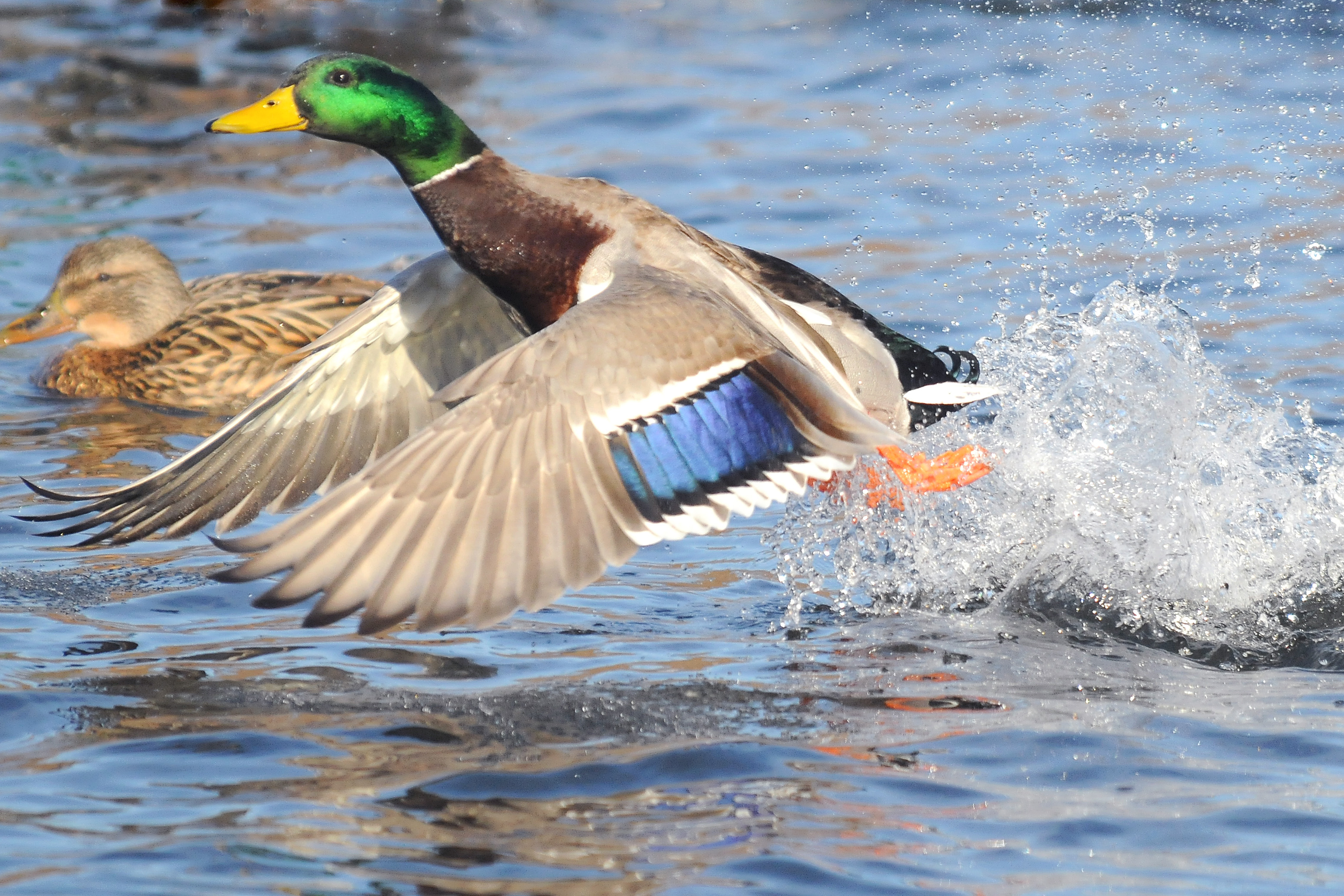 Mallard Taking Flight