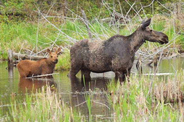 Moose Photos