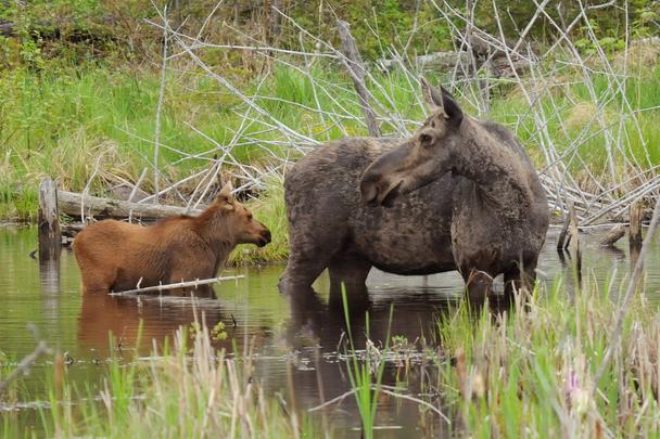 Moose Photos