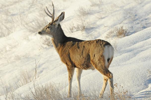 Mule Deer