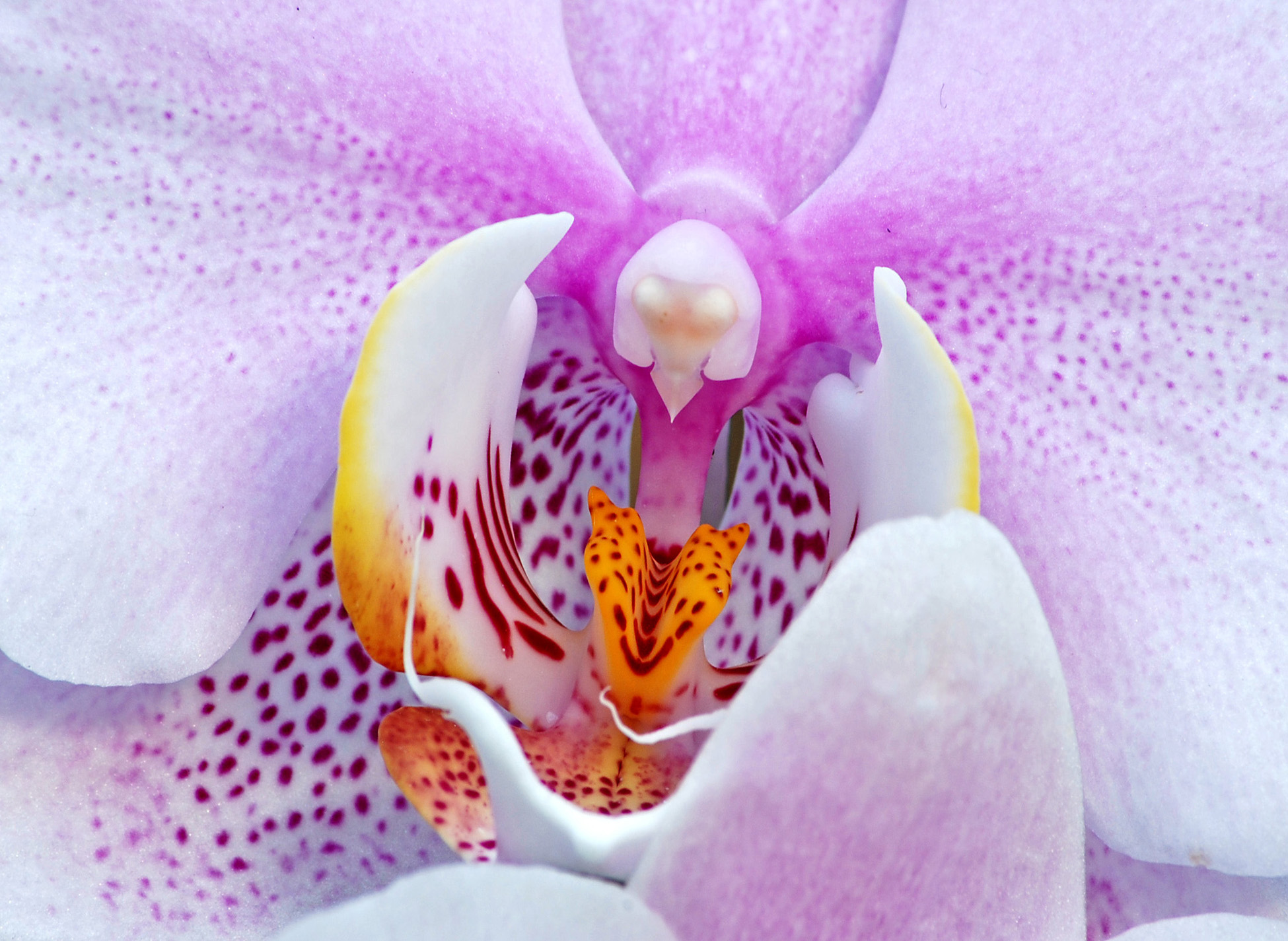Orchid