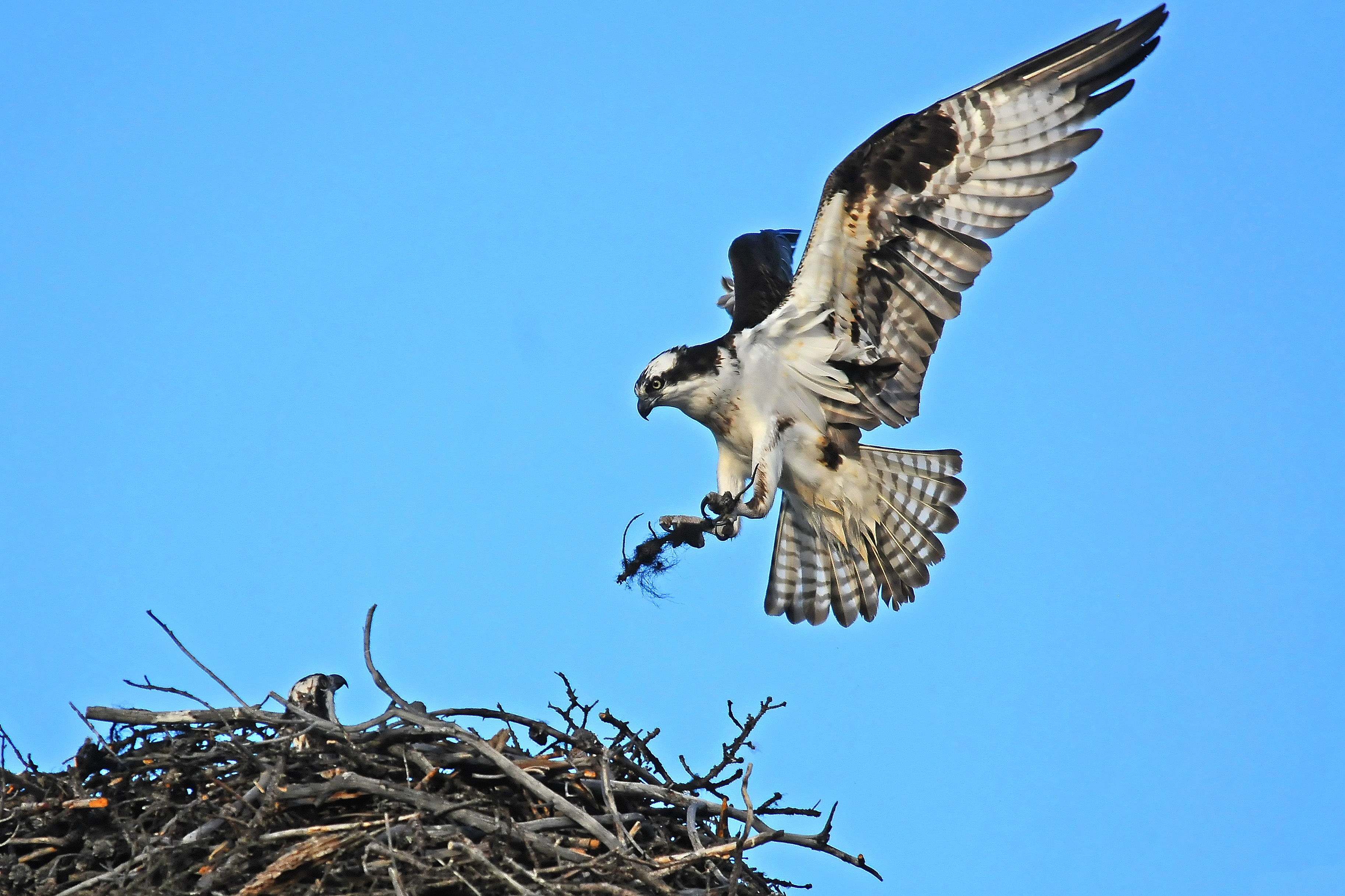 Osprey