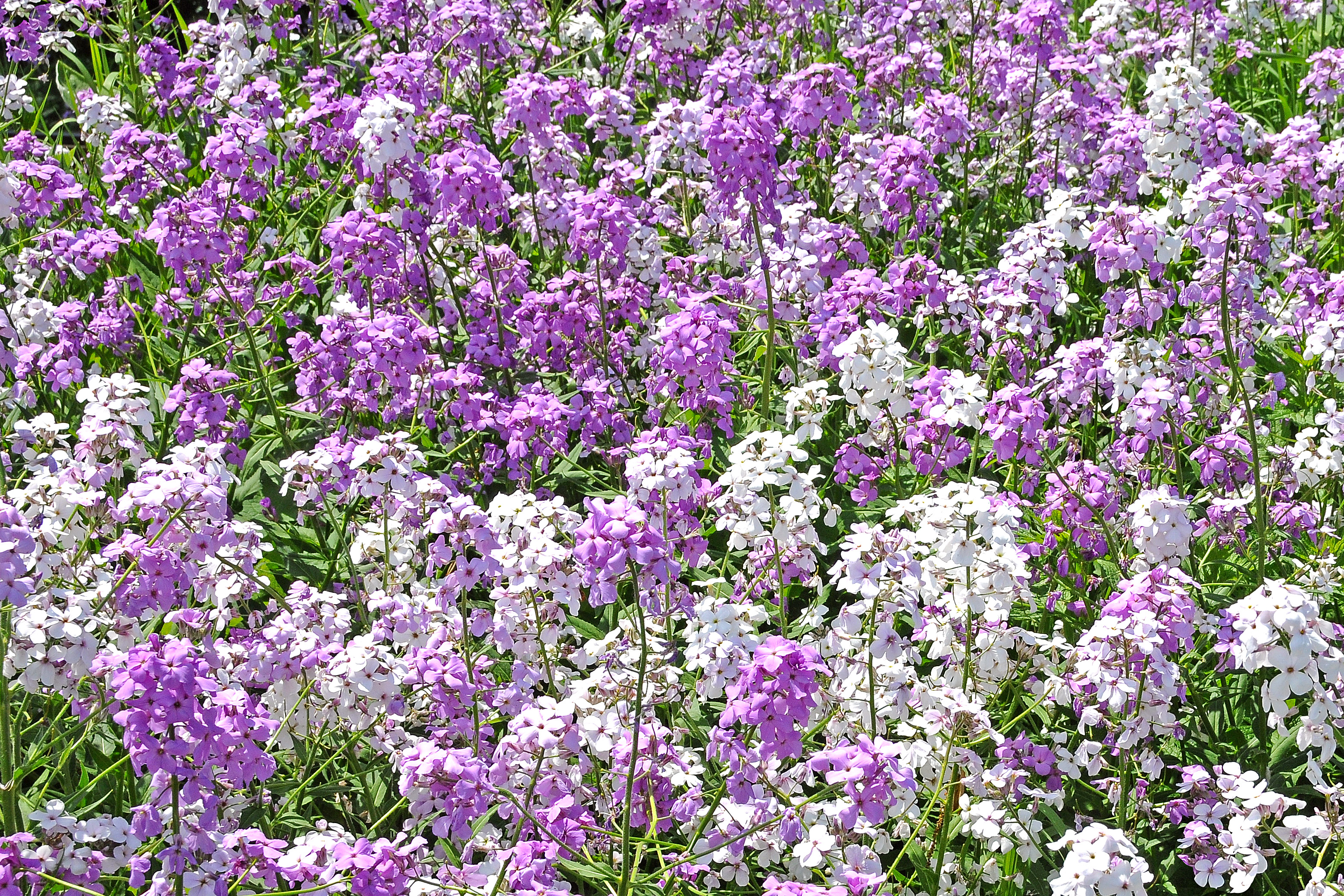 Phlox