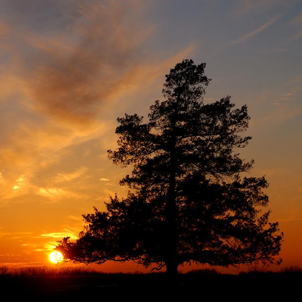 Sunset Pine