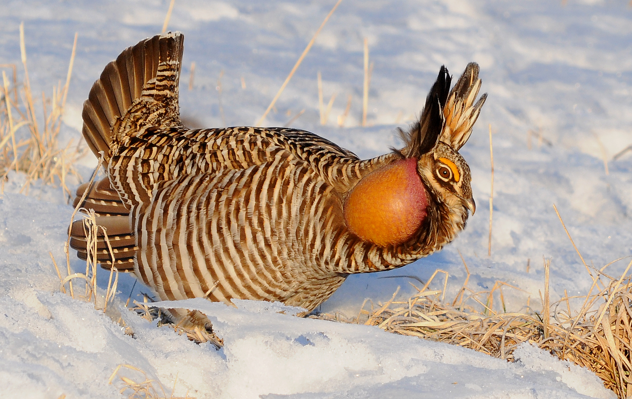 Greater Prairie Chicken